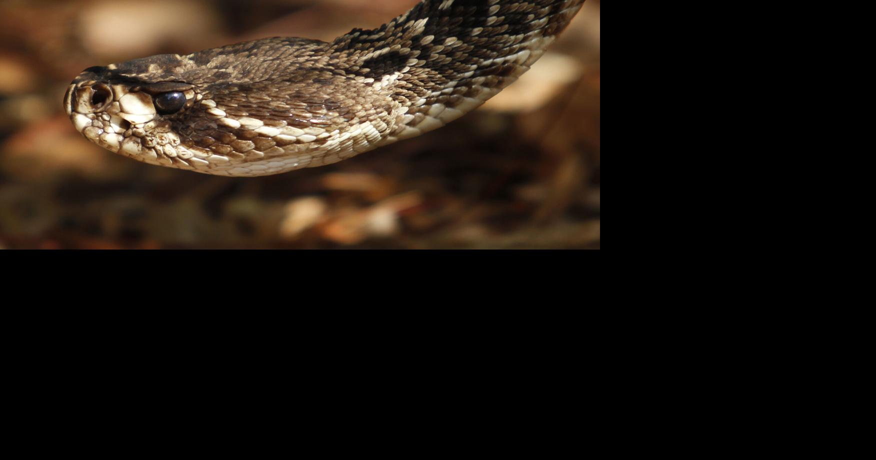 Florence to regulate wild animals after venomous snake bite