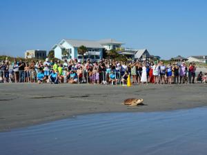 Honey returns to the ocean as the crowd cheers_Credit South Carolina Aquarium under SCDNR MTP 2026-0004.JPG