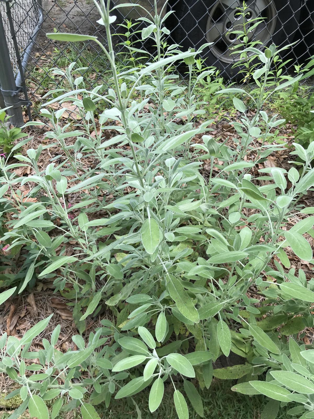 Gardening Mint family plants are easy to grow, attract