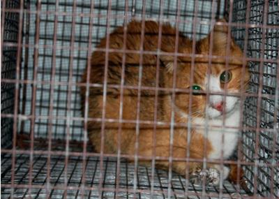 Cat On Roof Sets Off Troublesome Rescue Archives