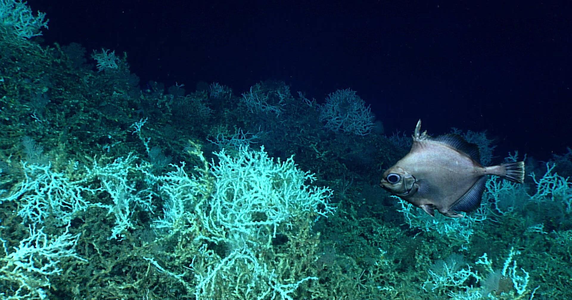 Looming dangers may threaten Blake Plateau, its coral off SC | Commentary - Vimarsana News