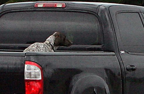 Dog in back 2025 of truck law