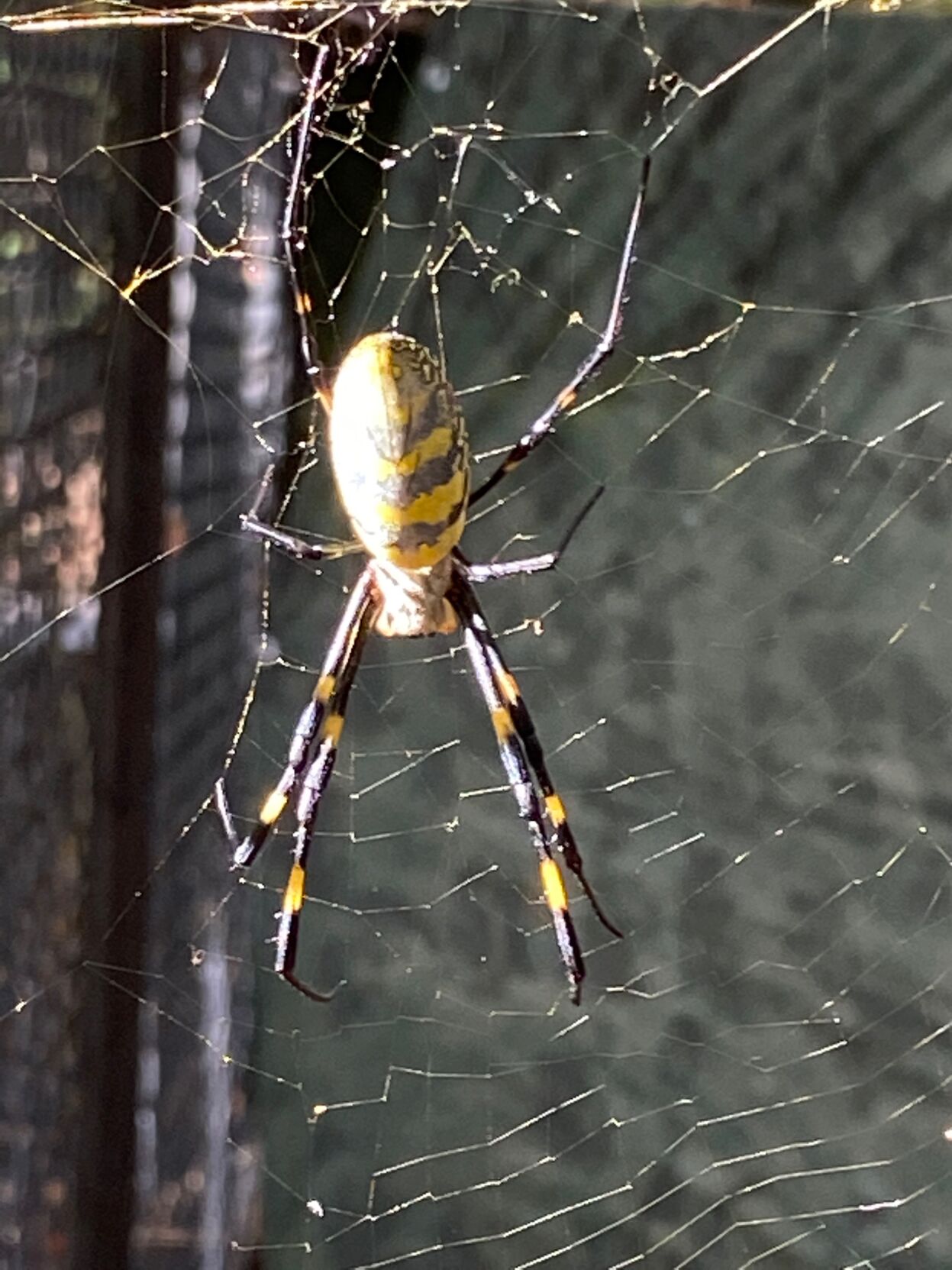 Large Asian spider is crawling its way along the East Coast on its way
