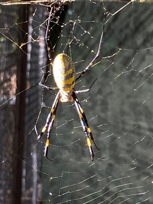 Large Asian spider is crawling its way along the East Coast ...