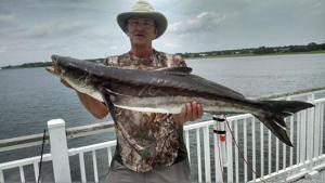 SP20 OUTDOORS MOUNT PLEASANT COBIA Don Mounce 37in Cobia 20 lbs 4 oz 6.1.17.jpg