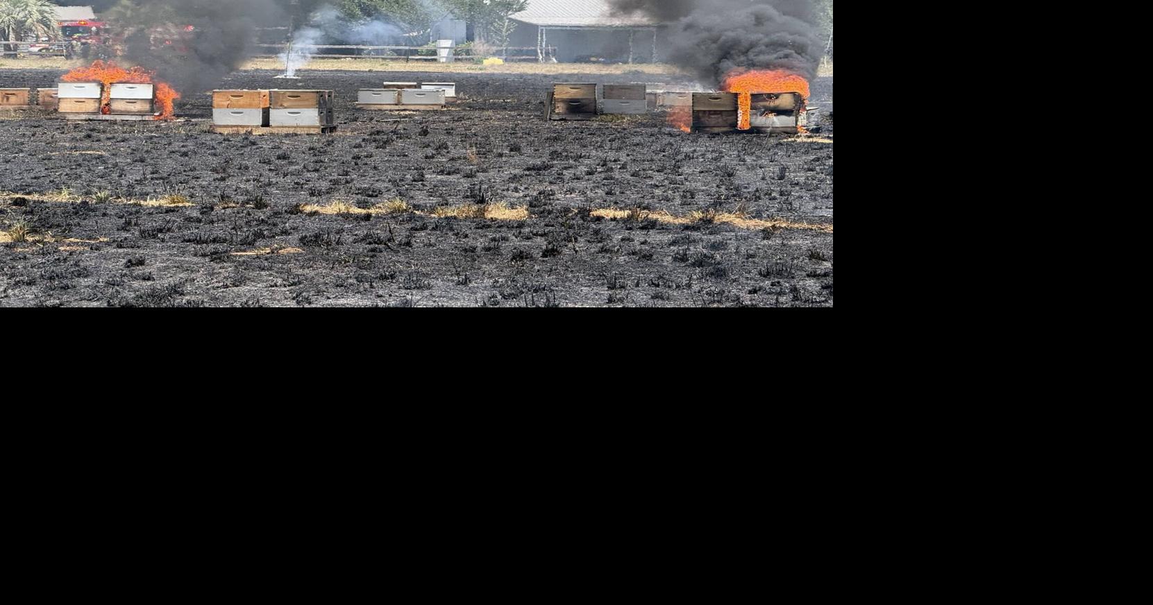 Edisto Gold Honey bee yard catches fire, damaging hives amid dry weather conditions