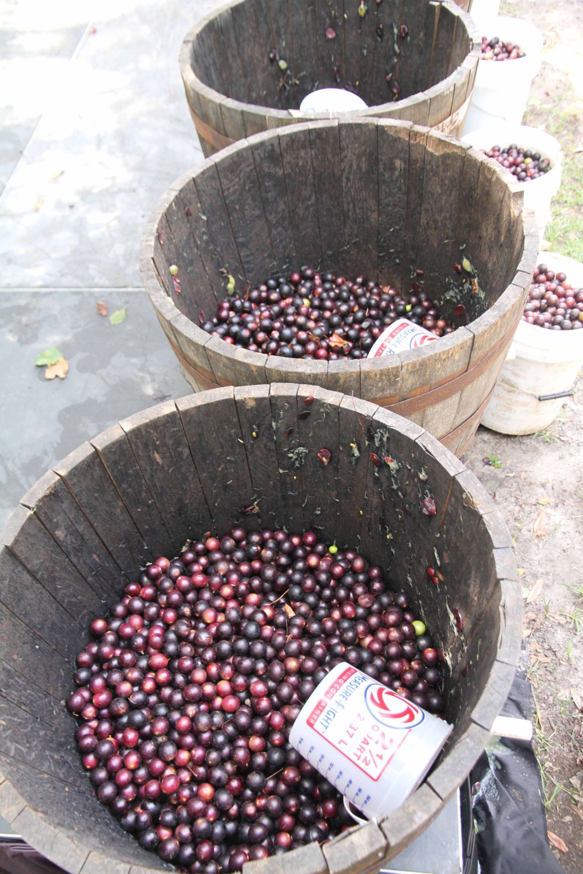Grape Stomping Festival