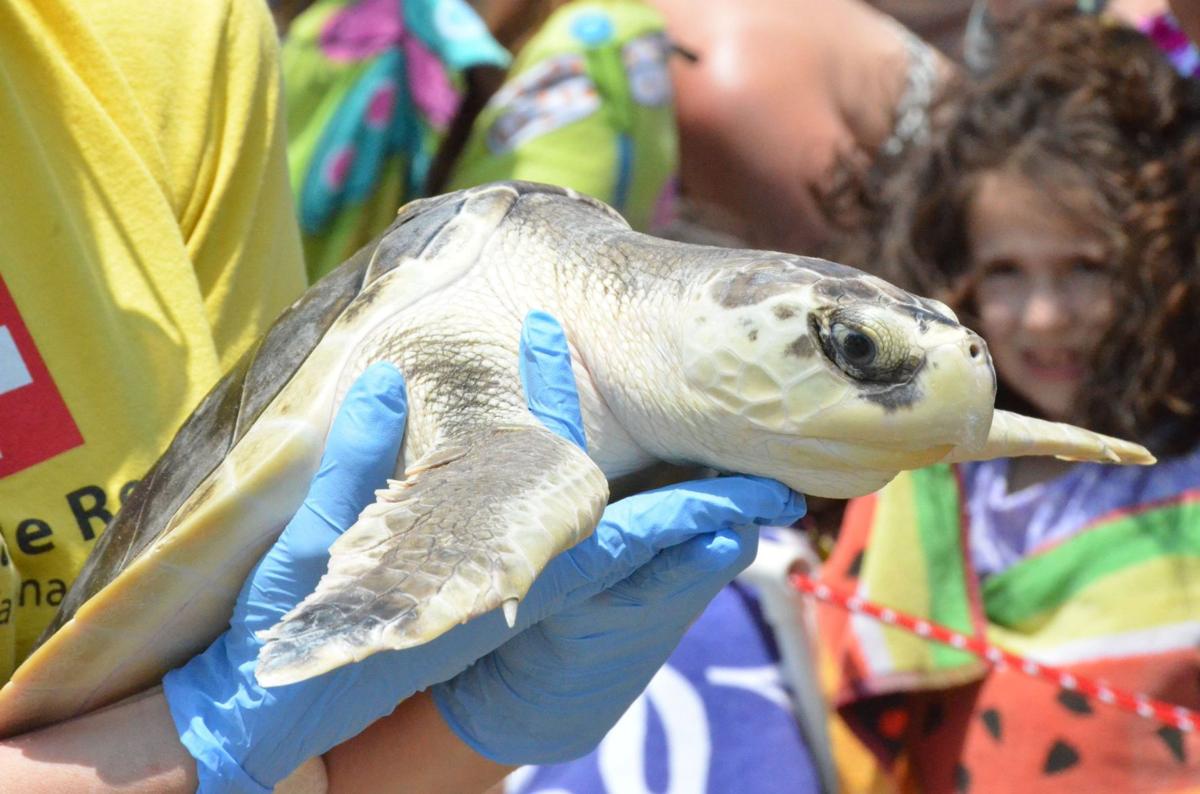 SC Aquarium releases six rehabbed sea turtles