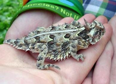 Texas horned lizard re-establishes on Sullivan’s Island | Archives |  postandcourier.com