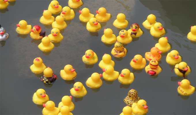 racing rubber ducks for sale