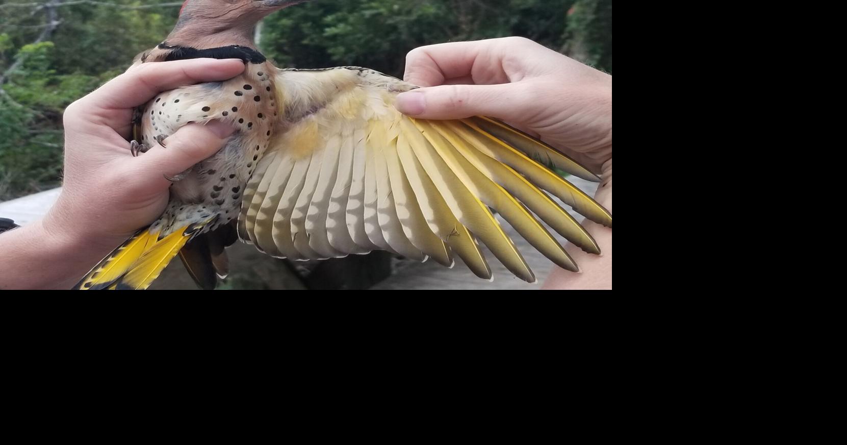 State nicknames embrace the environment