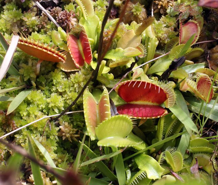 South Carolina native plant Venus flytrap eyed for