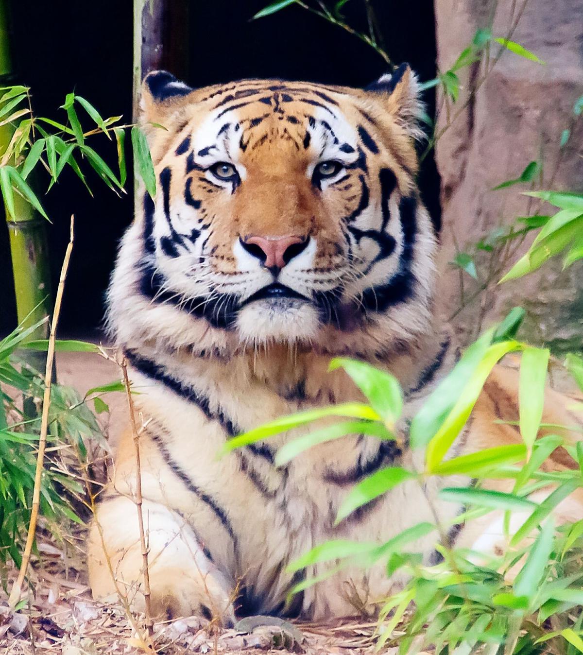 Tigers wild save tigers? multi-college new A Clemson Can Tigers wild save tigers? multi-college new A Clemson Can