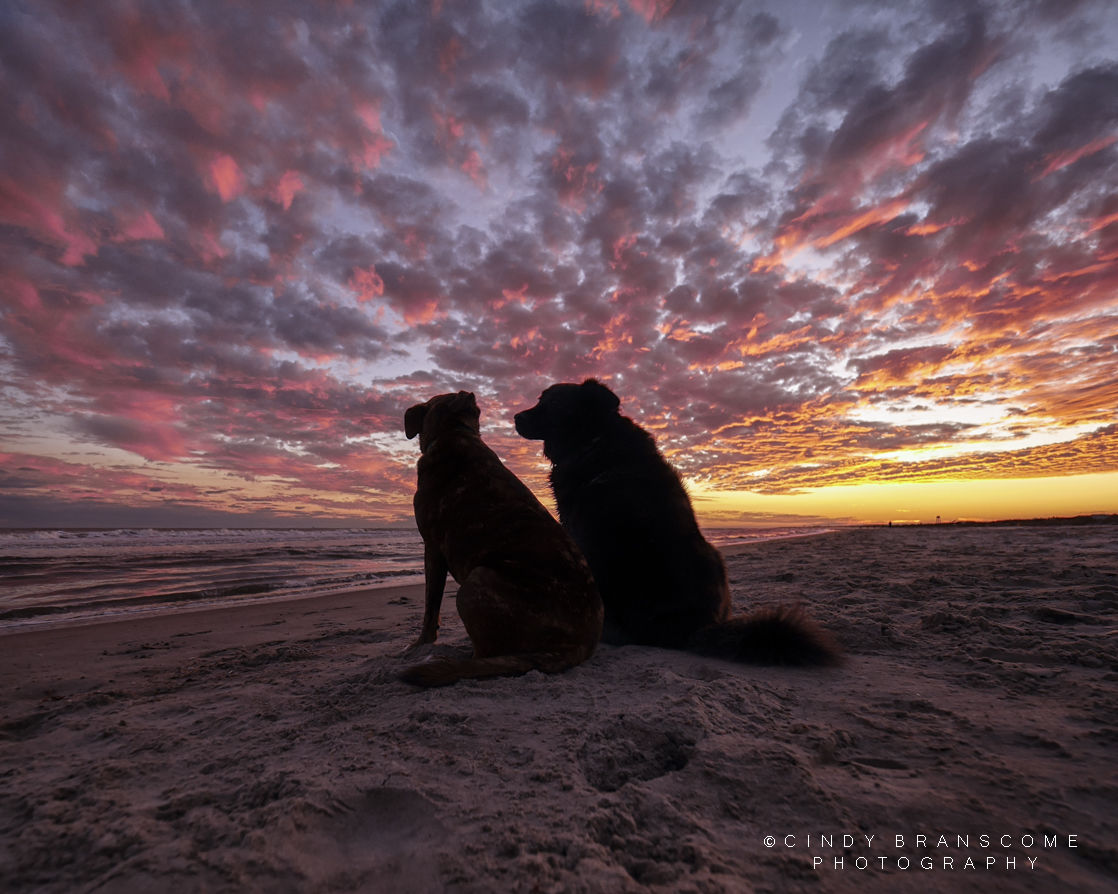 Photo Pick Of The Week Dog Days Of Summer Features Postandcourier Com
