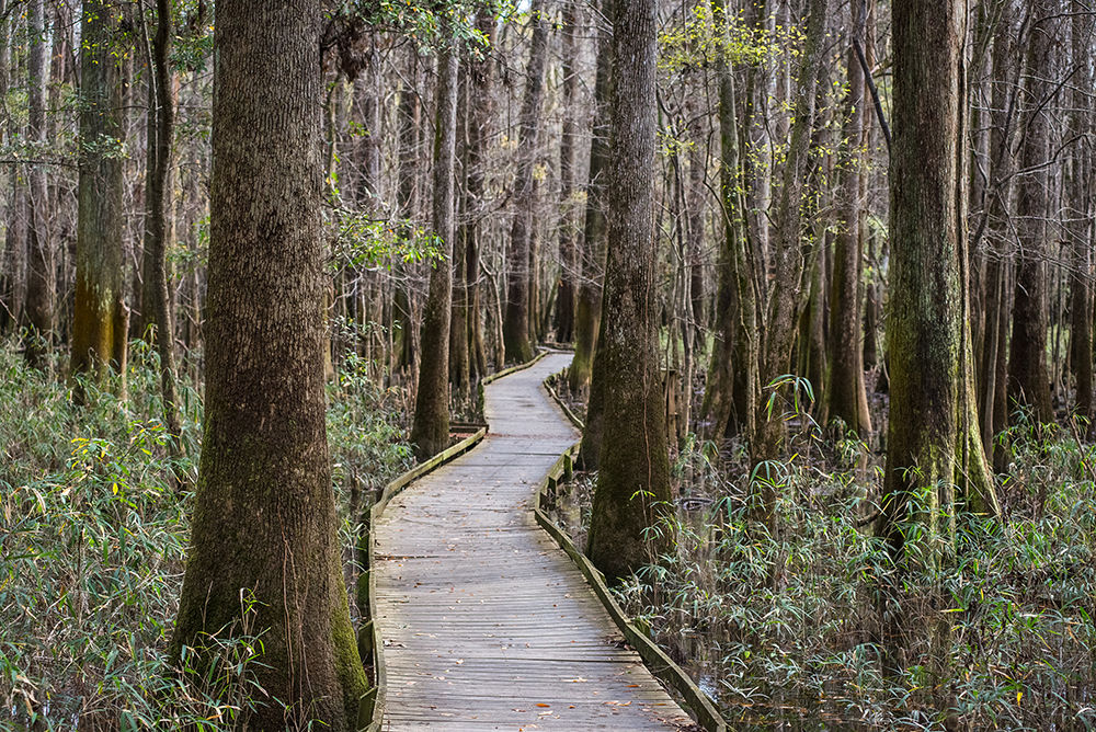 congaree national park tshirt