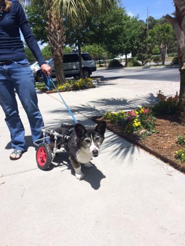 Corgi with ruptured disc gets around with cart