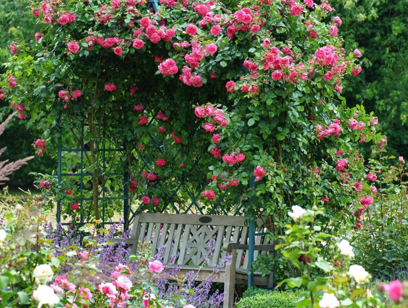What s high on list of climbing roses | Home and Garden