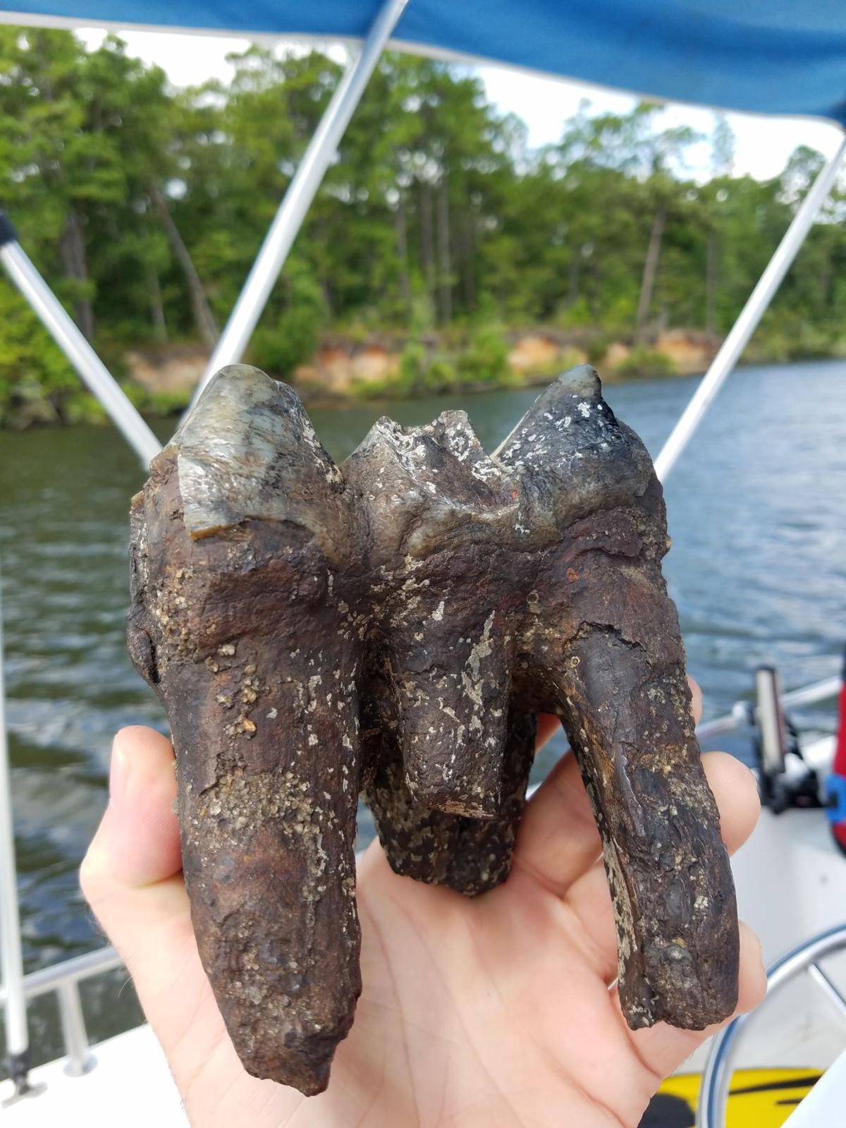 Fossil Hunting In South Carolina - Dry Dredgers Member Activities - Next, embark on a 5 mile round trip hike to a remote location where you are guaranteed to find prehistoric fossils from millions of years ago.