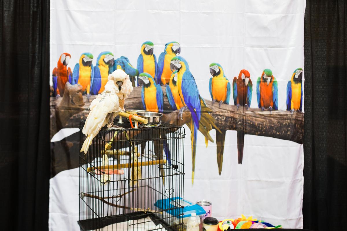 Pet Expo-October 14, 2017-043