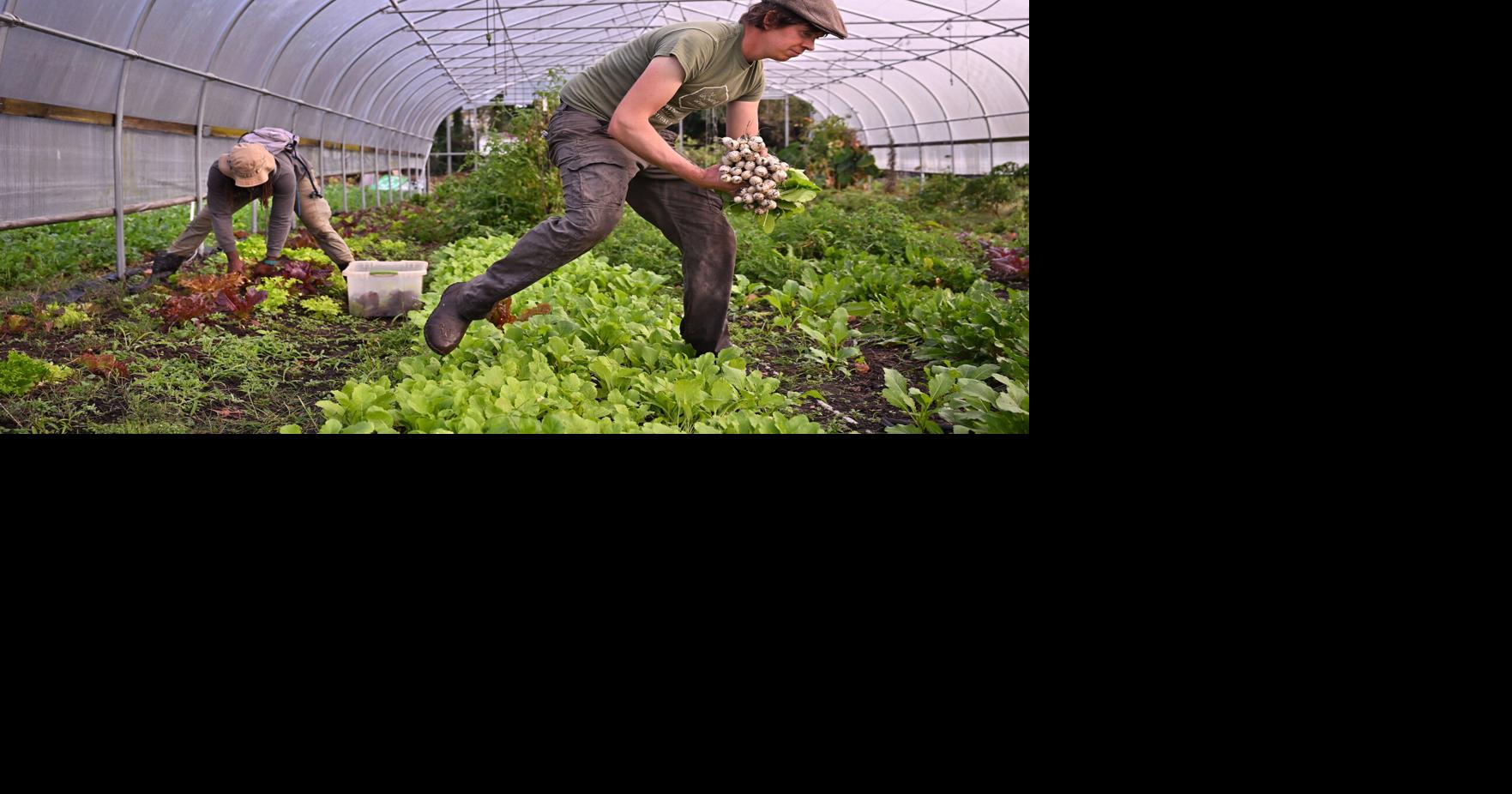 Community farm programs for farm fresh food in SC