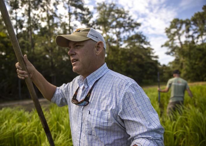SC farmers fight to keep Carolina Gold rice in restaurants