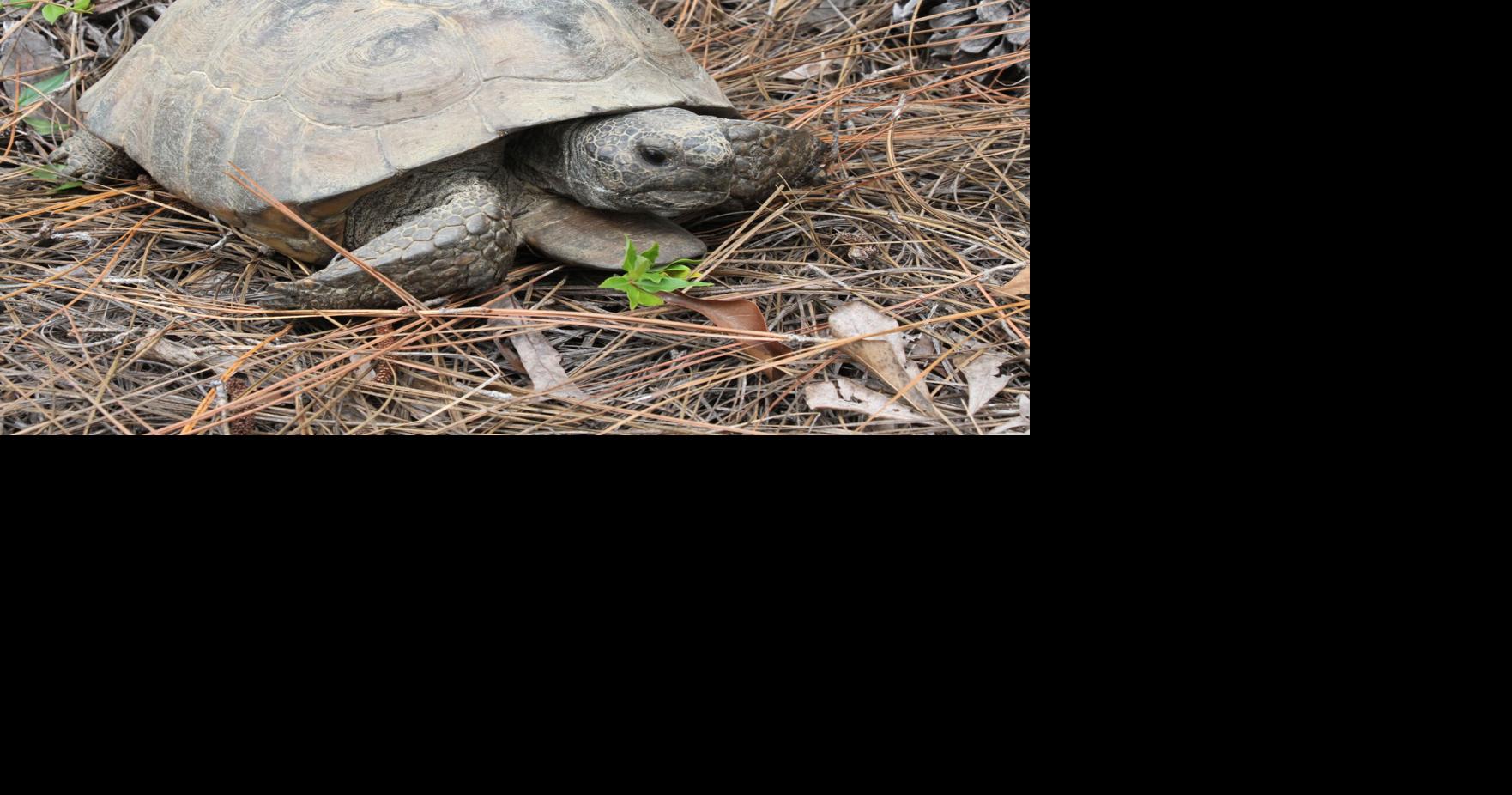 ECOVIEWS: Tortoises come in all sizes