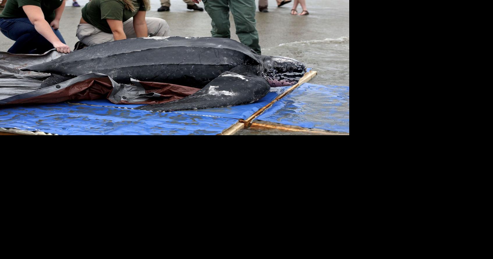 World's largest sea turtle could come off 'endangered' list, but ...