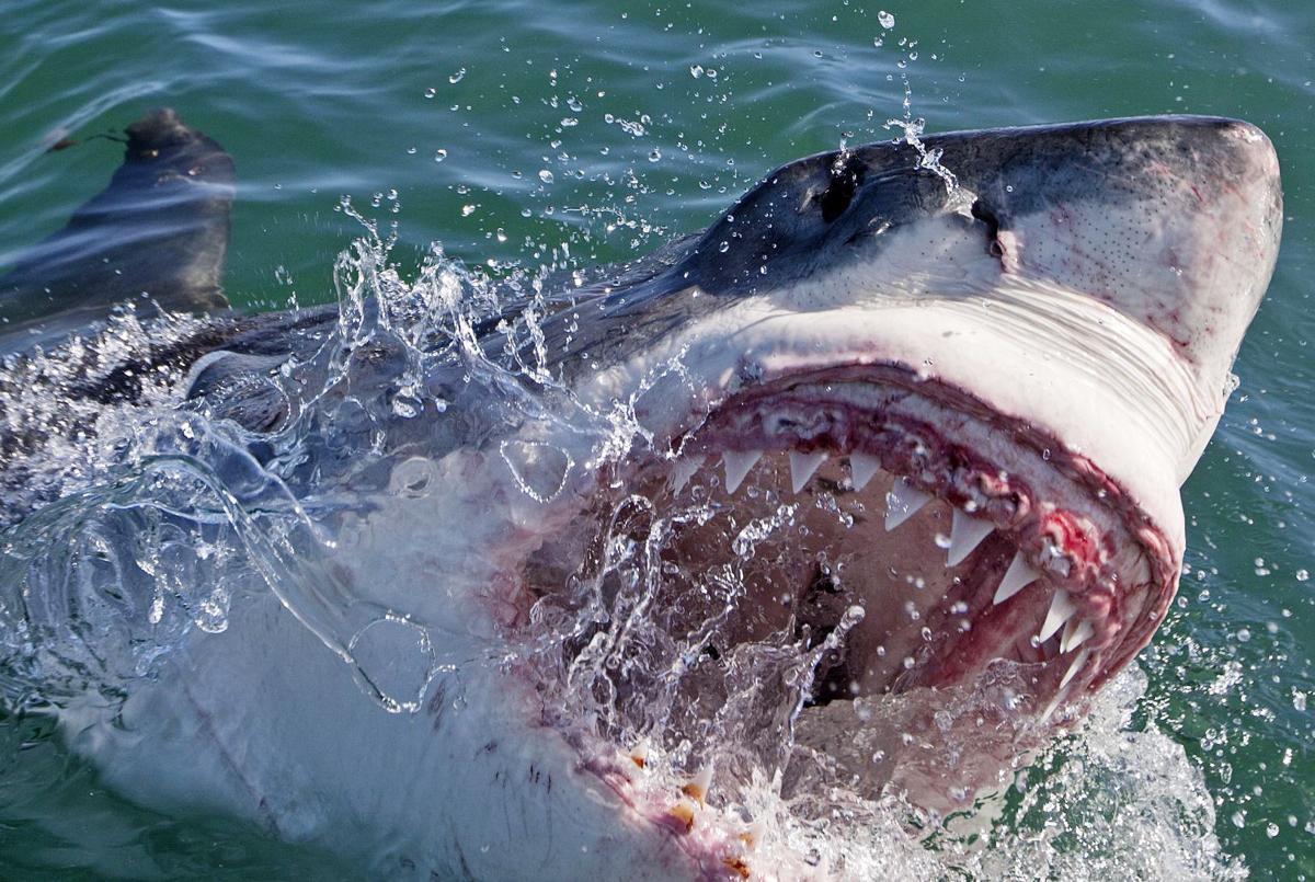 Great white sharks are hanging out off the SC coast. They're here