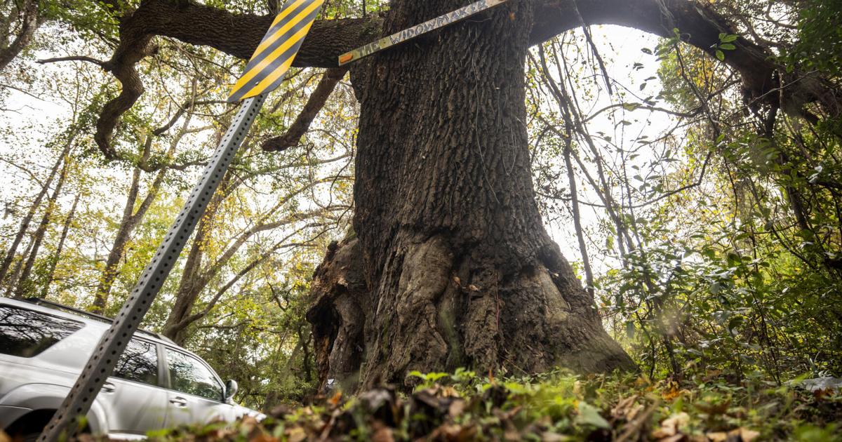 SC DOT, city of Charleston to pay settlement after 4 killed in 2023 ...