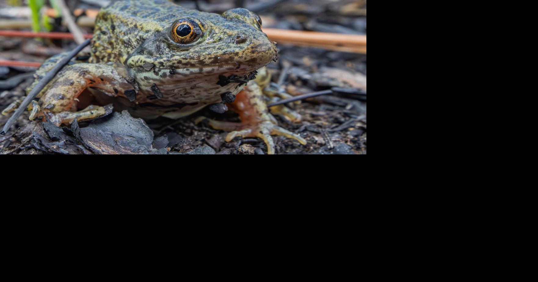 What does the future look like for SC’s wetlands? Inbred frogs may hold some clues.