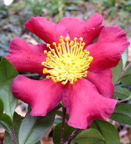 Nursery Management of Tea Scale on Camellias and Hollies