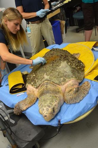 Boat strike lands sea turtle back in hospital Release of Briar, who had eye trouble, was triumph for aquarium