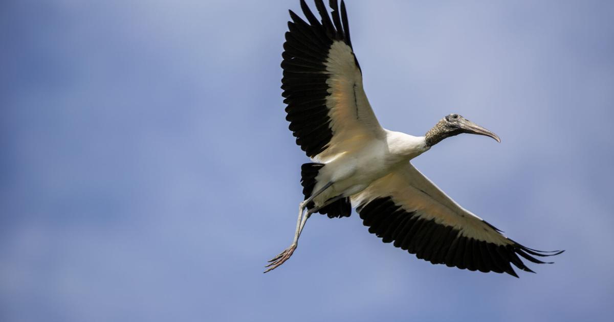 Wood storks, once rare in SC, may soon be removed from the endangered ...