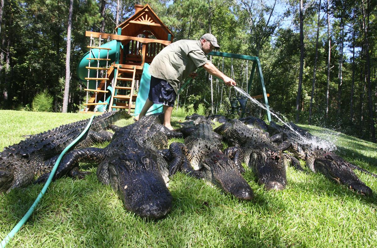 Lowcountry Alligator Hunts