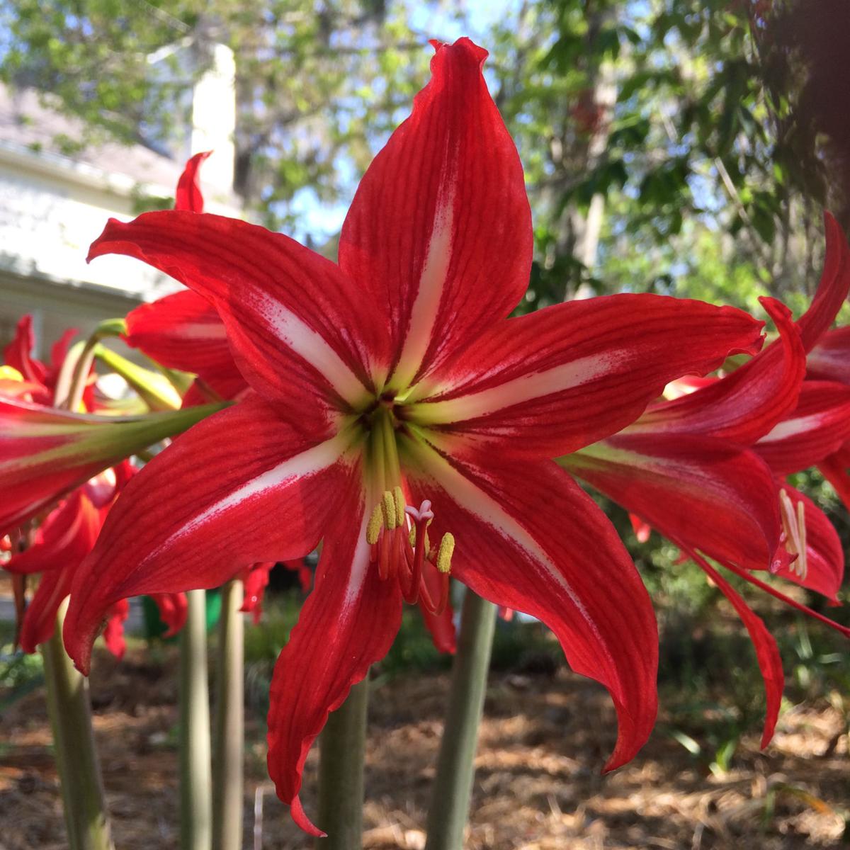 An amaryllis for every garden | Columnists ...