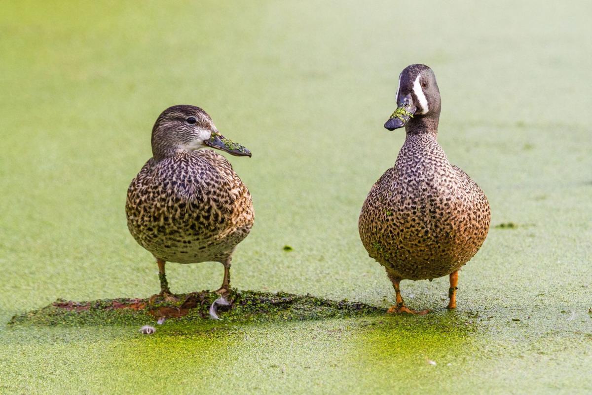 Reader photos: Lowcountry Waterfowl