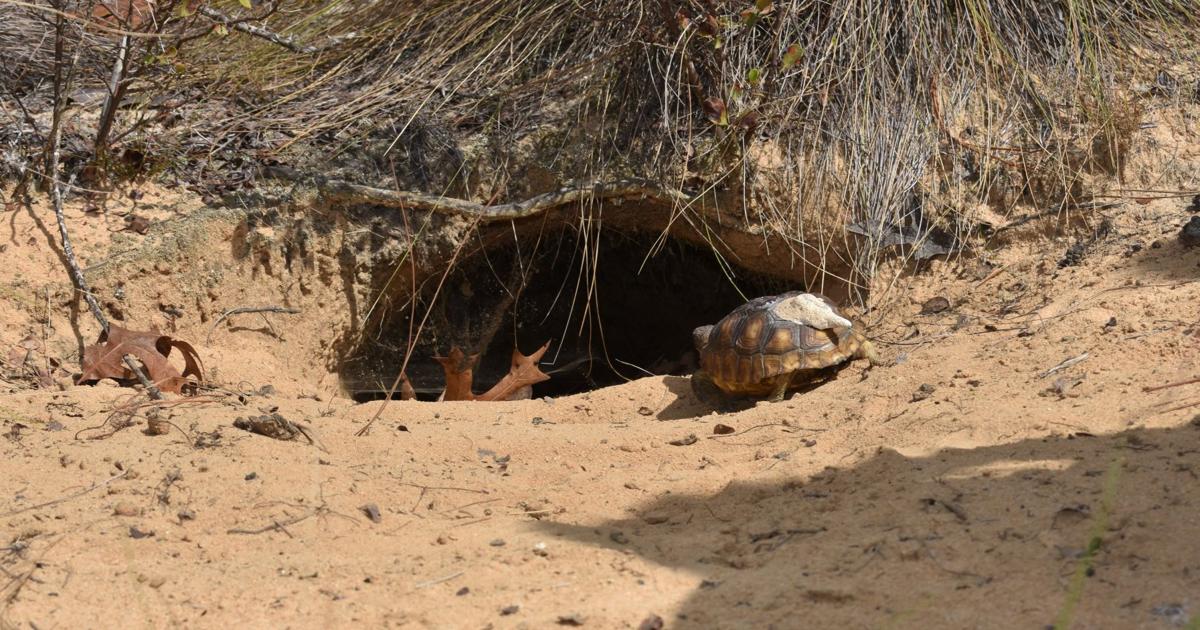 SC to continue protections for gopher tortoise despite latest ruling ...