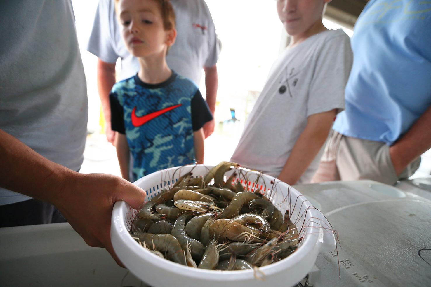 Will South Carolina shrimp season delay pay off with big crop this fall