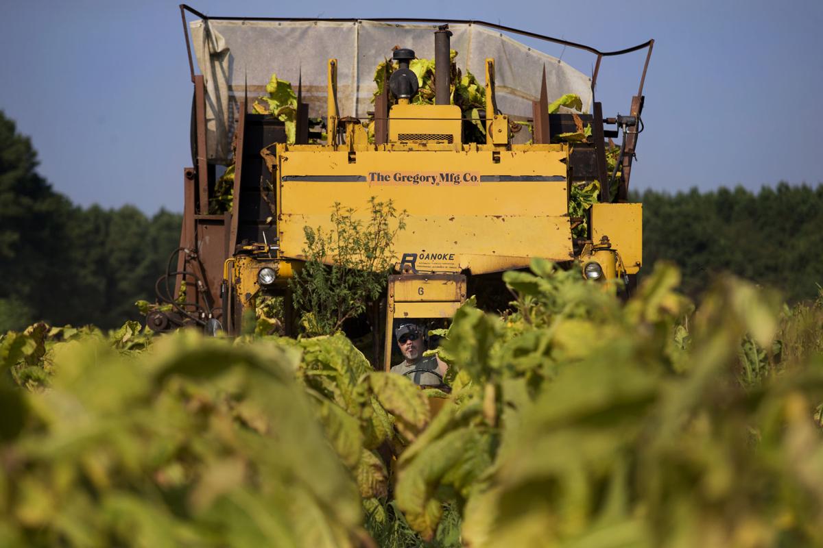LP tobacco farm 082418 001.JPG