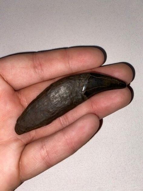 Diver finds rare prehistoric bear tooth fossil in Cooper River |  News