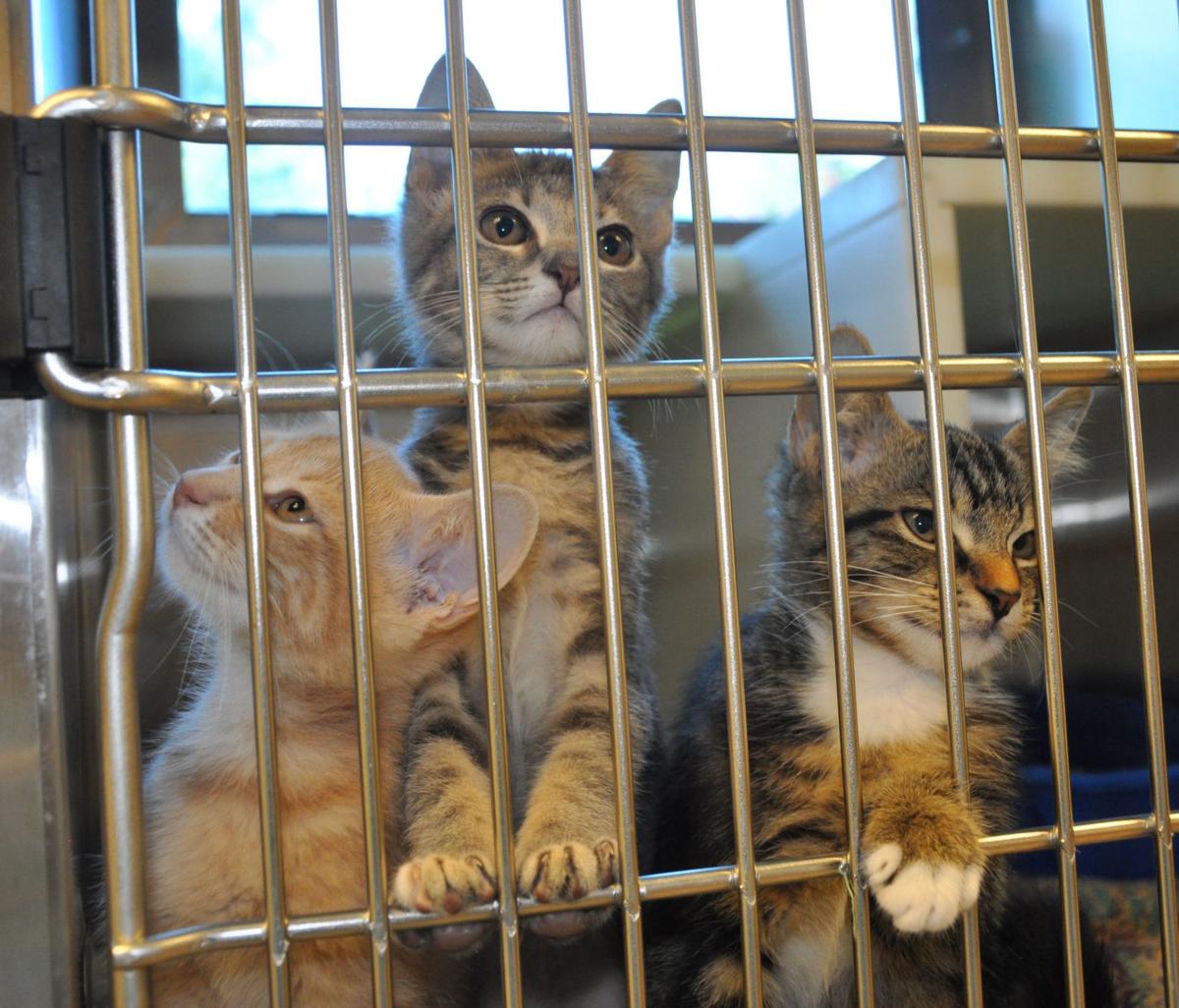 SPCA reaches cat, kitten adoption goal, but still needs more homes for
