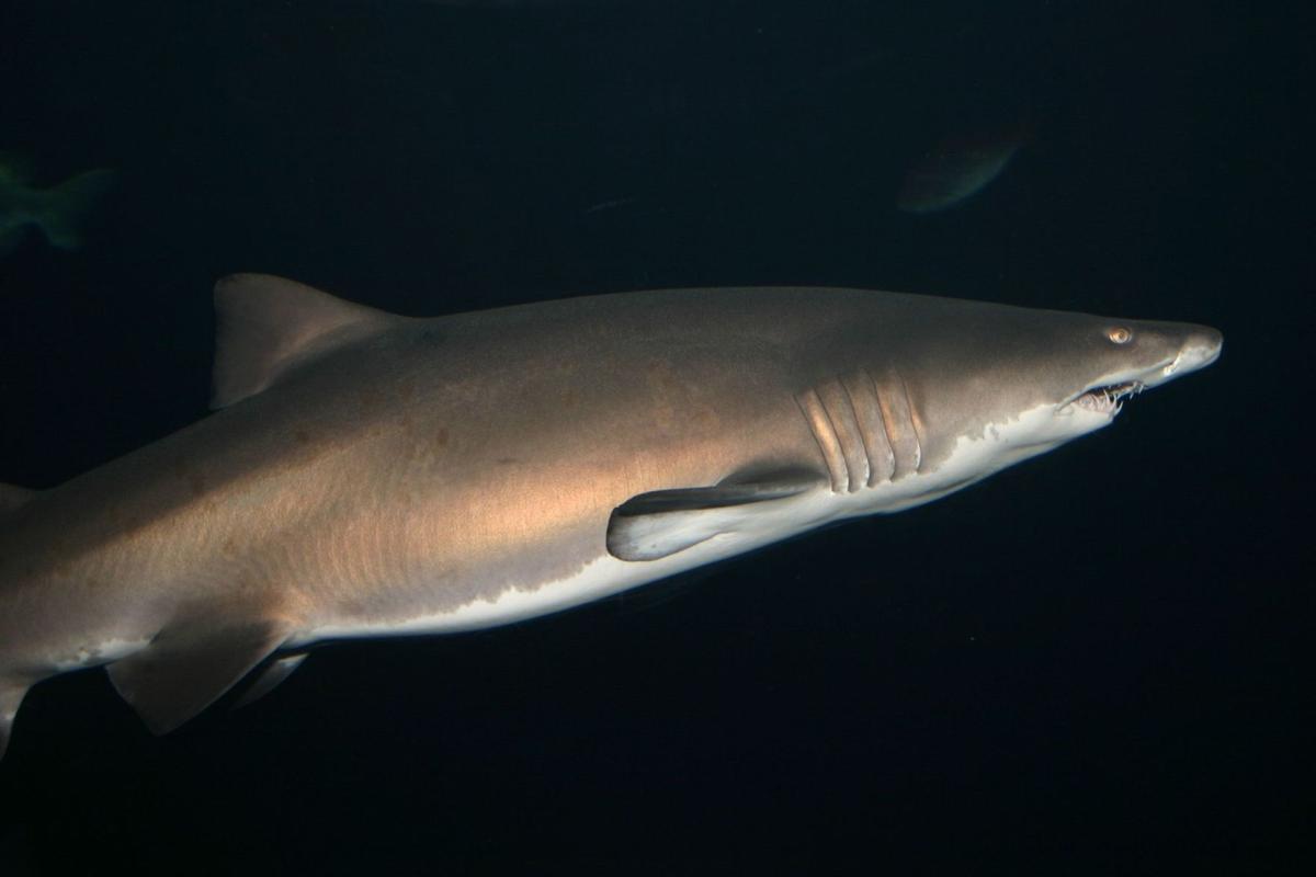 Woman Bitten By Shark On Edisto Island Archives Postandcourier Com Woman Bitten By Shark On Edisto Island Archives Postandcourier Com