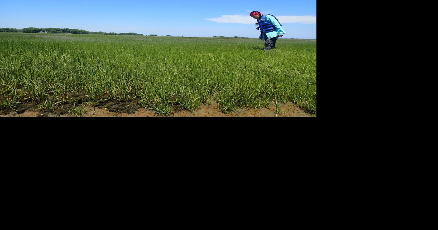 This Florida crab usually lives among mangroves. Climate change led it to SC’s salt marshes.