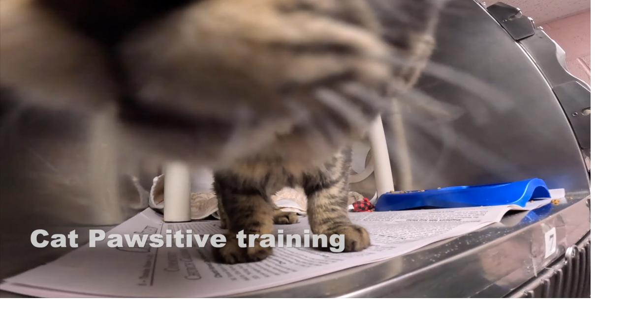 Cat Pawsitive training at the Humane Society of North Myrtle Beach
