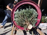 SC Christmas tree farms expect sales boom as virus drives people outdoors