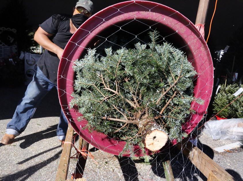 Sc Christmas Tree Farms Expect Sales Boom As Virus Drives People Outdoors Business Postandcourier Com