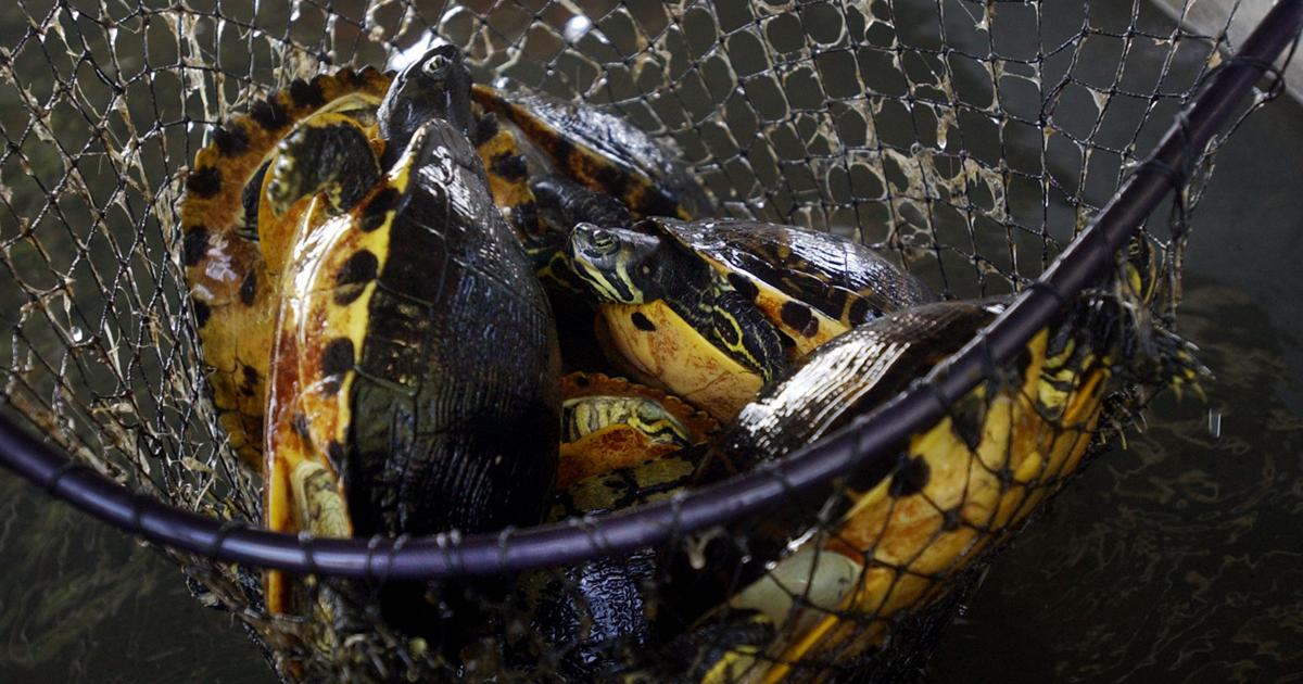 Turtle Charge SC 'Turtle Man' smuggler facing Georgia charges after turtles found ...