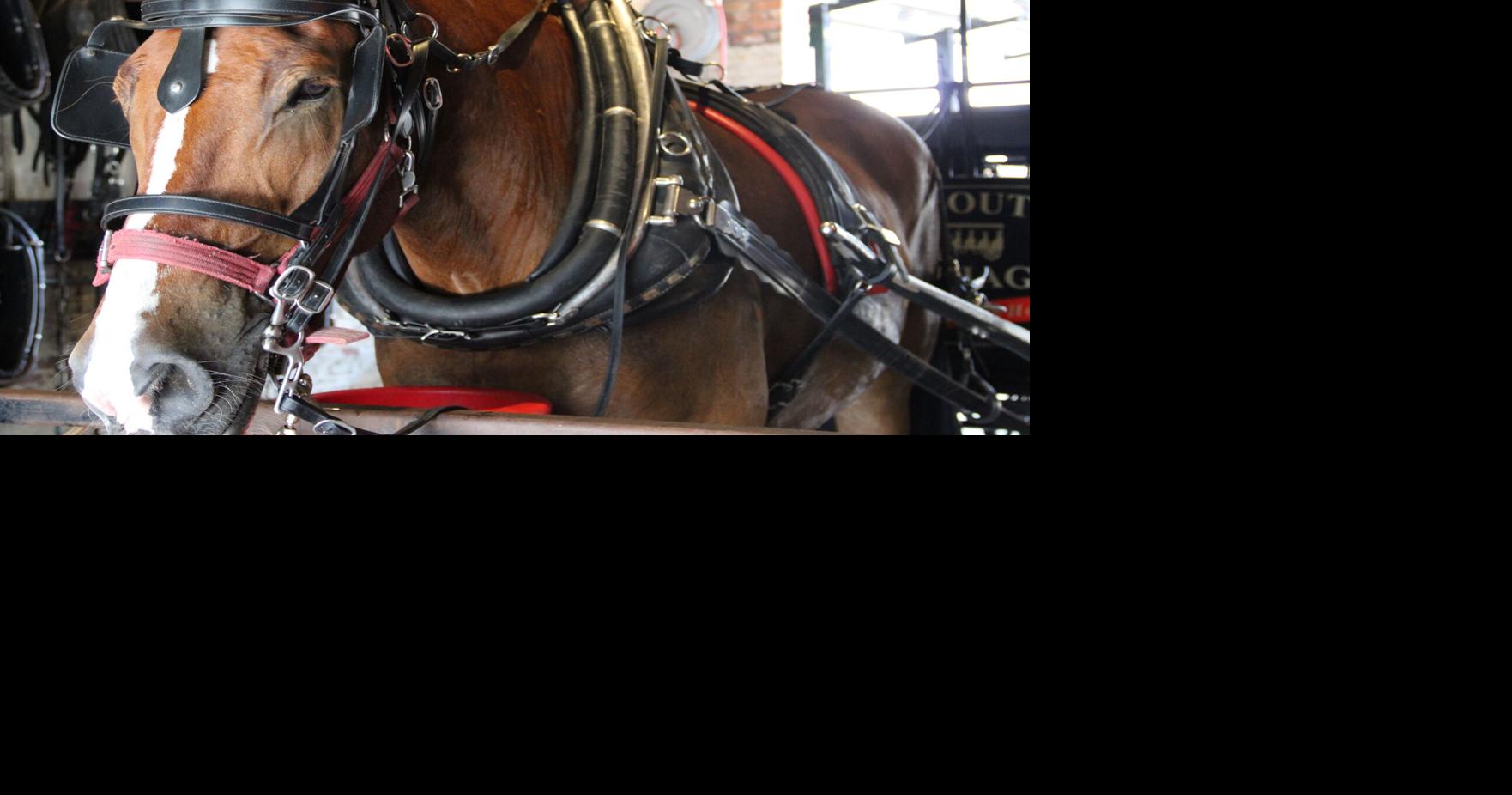 Summer heat halts carriage tours but fuels demand for Charleston's evening rides