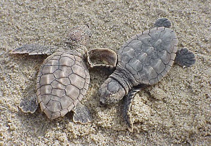 Thousands of sea turtles have nested this year on South Carolina