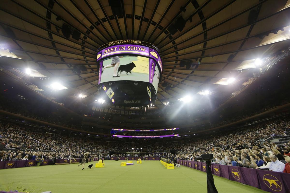Westminster Dog Show